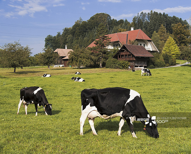 埃门塔尔奶牛场图片素材