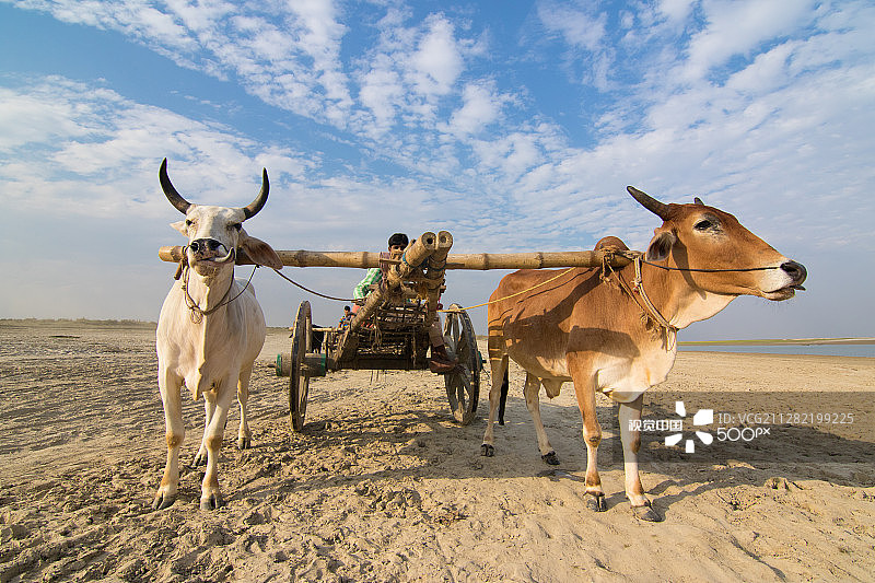 牛车图片素材