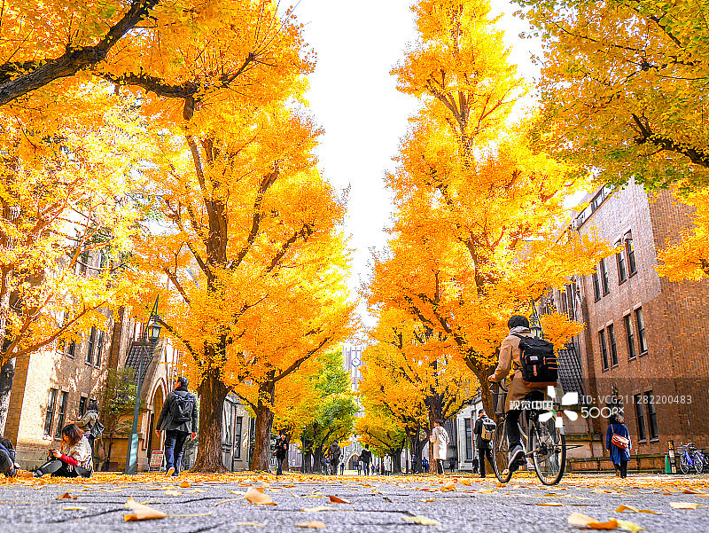 东京大学03图片素材