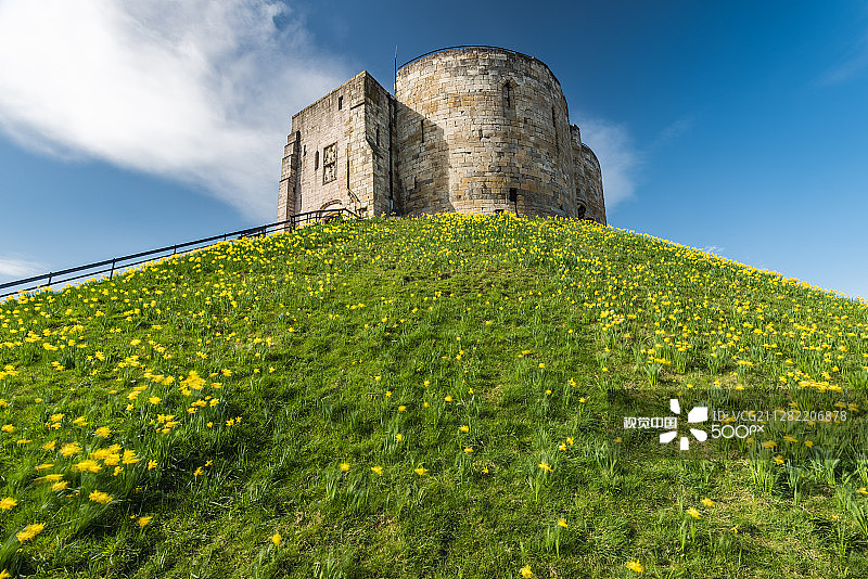 约克克利福德塔上的水仙花图片素材