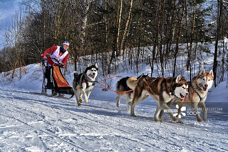 狗拉雪橇图片素材