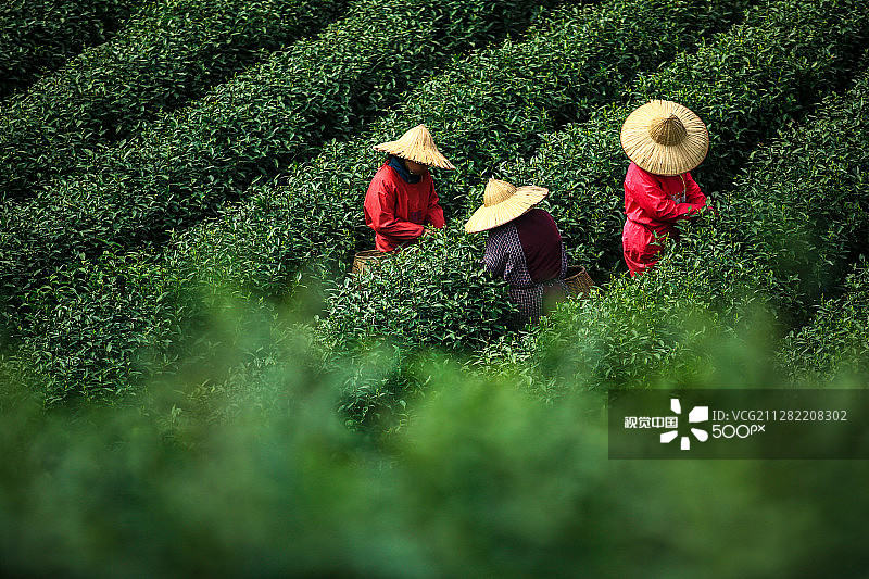 西湖龙井茶图片素材