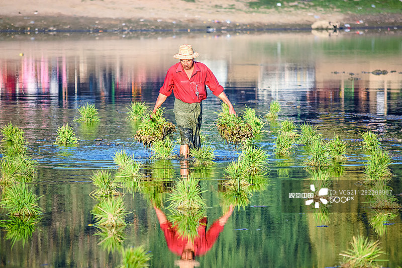 搬运水稻植株图片素材