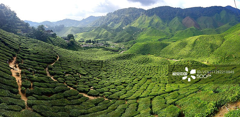 金马仑高原茶园图片素材