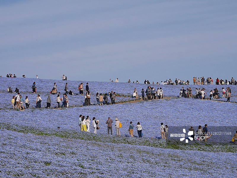 粉蝶花之路图片素材