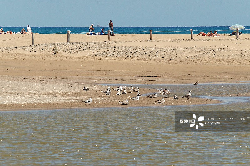 海滩鸟类图片素材