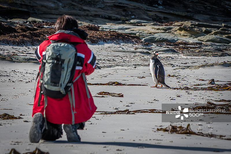 摄影师在沙滩上拍摄巴布亚企鹅图片素材