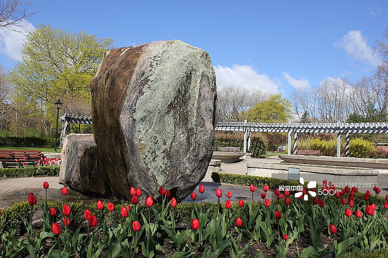 郁金香图片素材