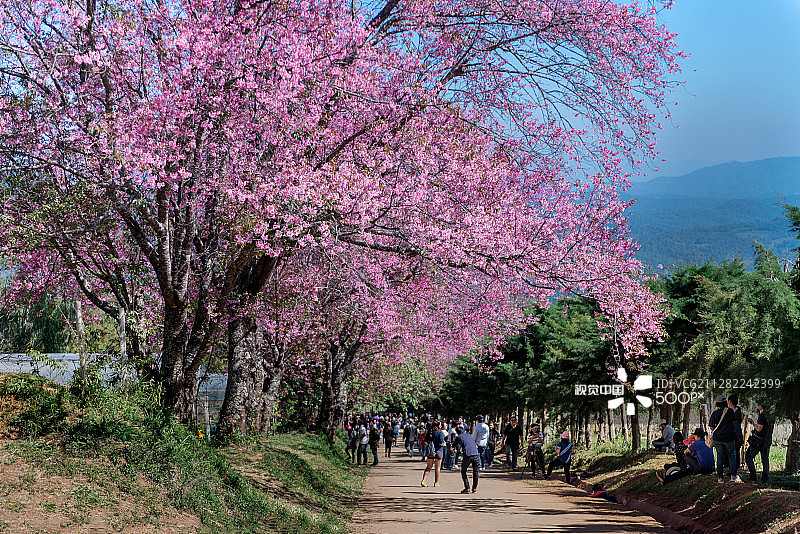 野生樱花树图片素材