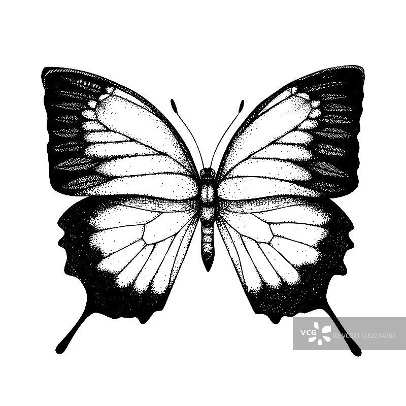 高精度手绘天堂凤蝶昆虫图片素材