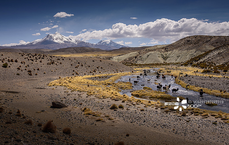 河里的骆驼图片素材