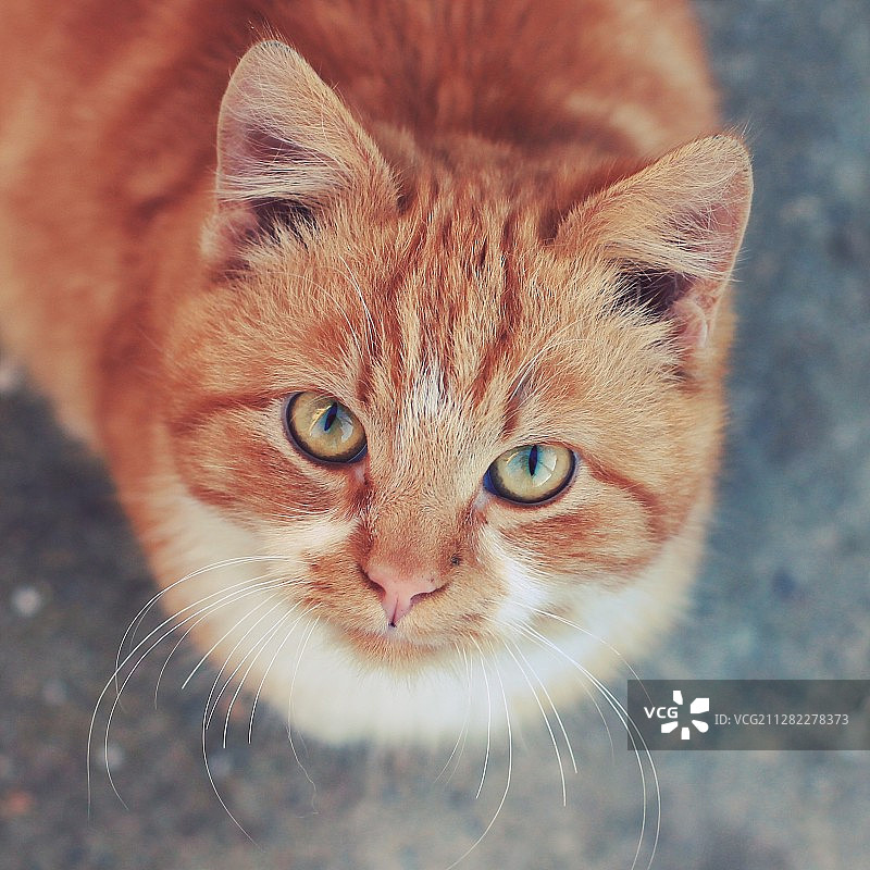 有着绿色眼睛的姜黄猫向上看图片素材