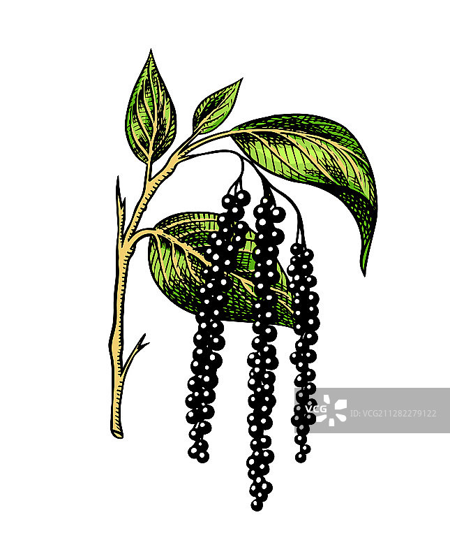 黑胡椒叶香草和香料图片素材