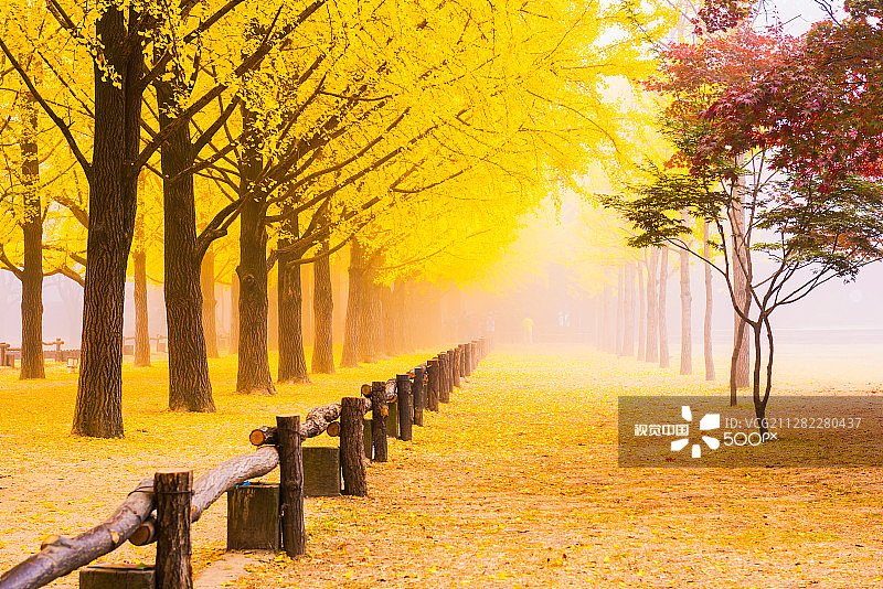 韩国首尔南怡岛的秋天图片素材