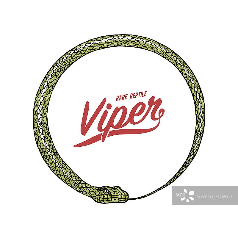 复古风格的蛇形圆圈眼镜蛇图片素材