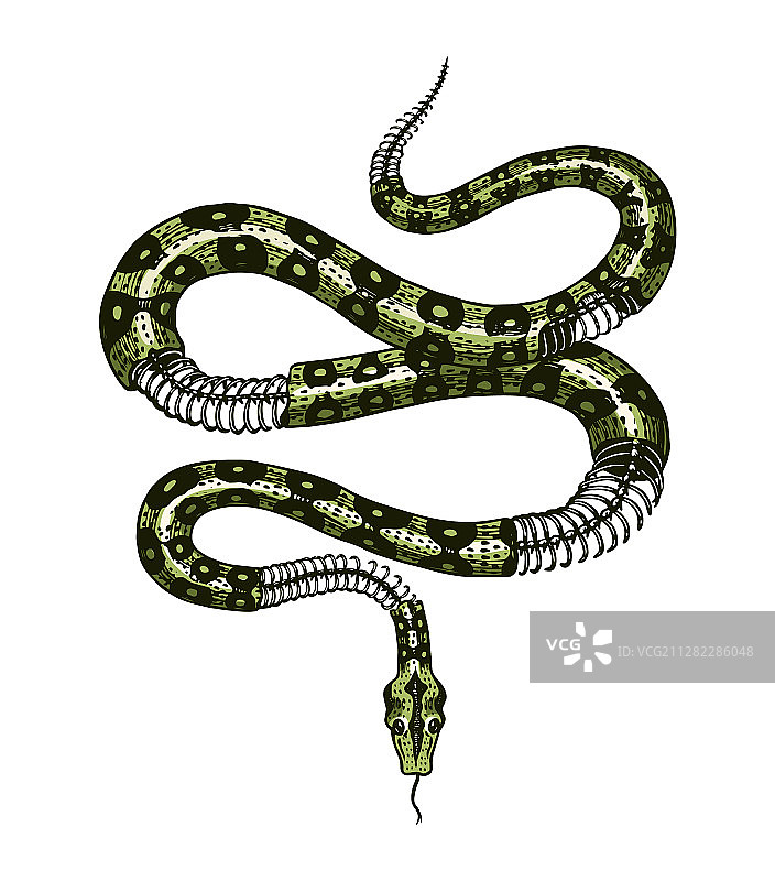 复古风格的半骨骼奶蛇图片素材