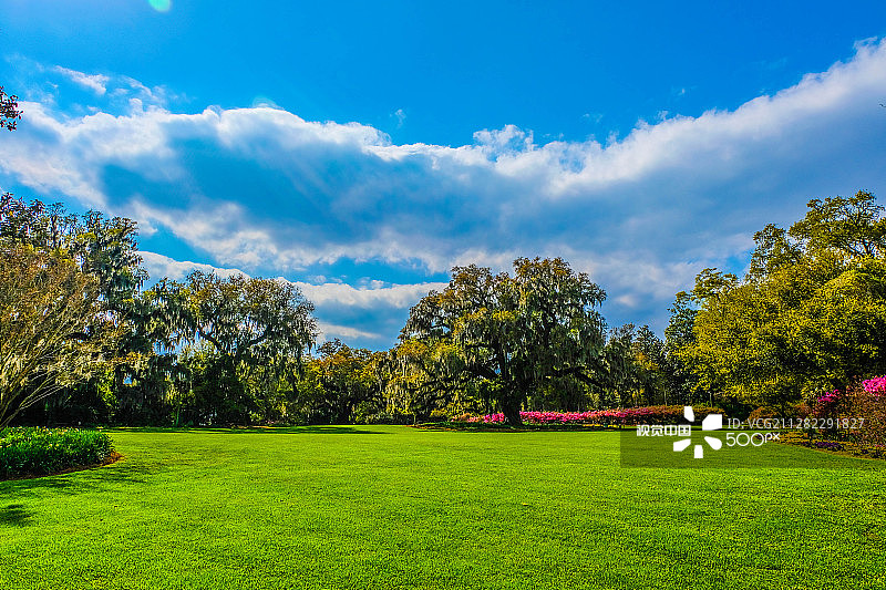 草地上的垂柳图片素材