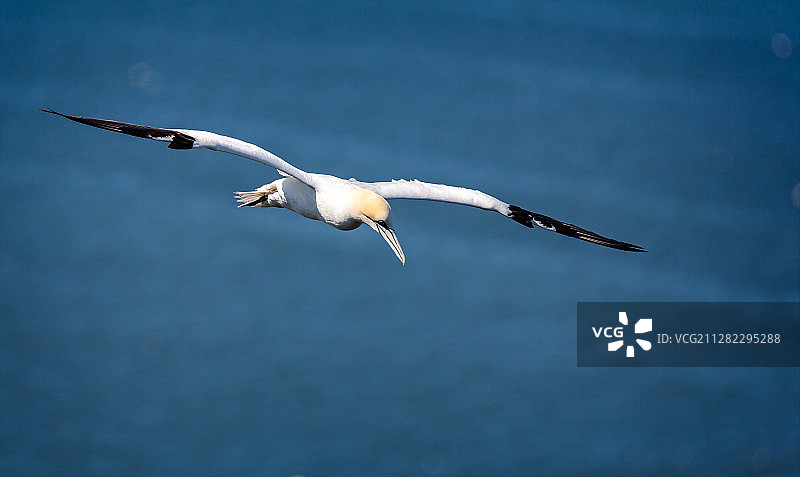 塘鹅翱翔天空特写图片素材