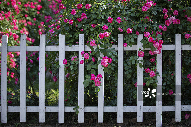 南京街头图片素材