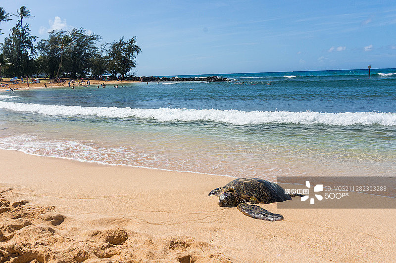 在夏威夷可爱岛波普海滩休息的海龟图片素材