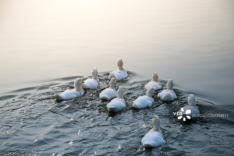 一群游泳的鸭子图片素材