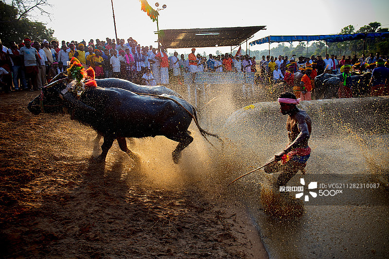 水牛比赛图片素材