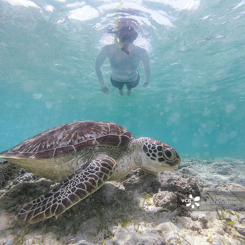 戴潜水面罩的女人在碧绿海水中与海龟游泳图片素材