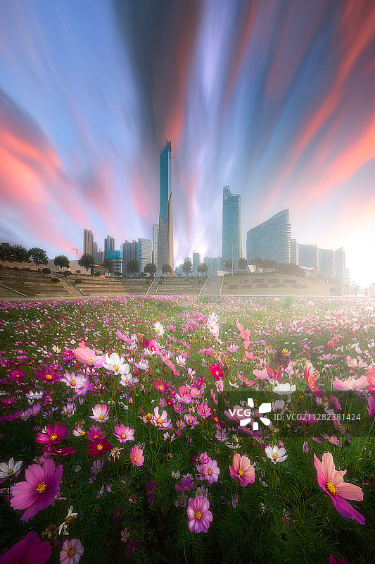 长沙北辰三角洲晚霞格桑花花海图片素材