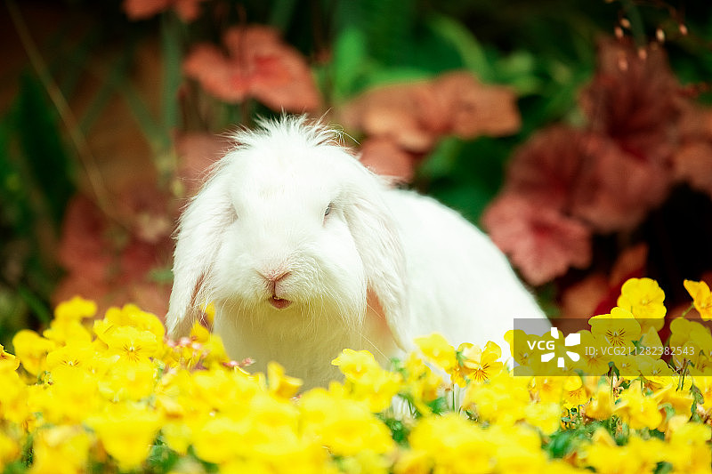 白色垂耳兔图片素材