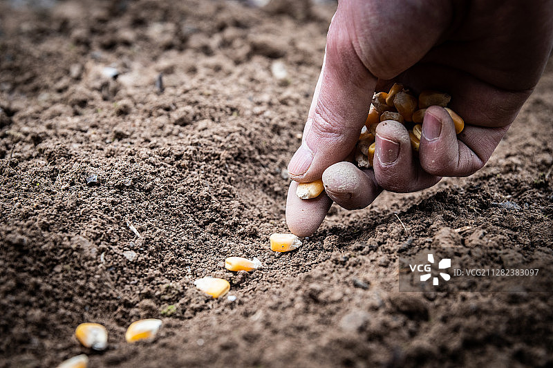 特写手播种玉米粒图片素材