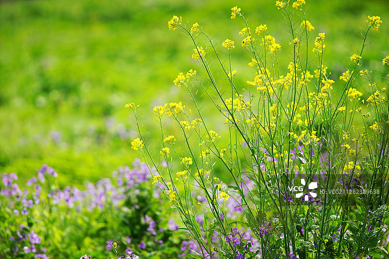 滨江森林公园春色2020图片素材