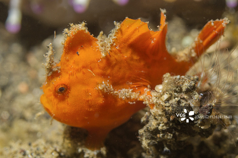 疣状躄鱼幼鱼图片素材