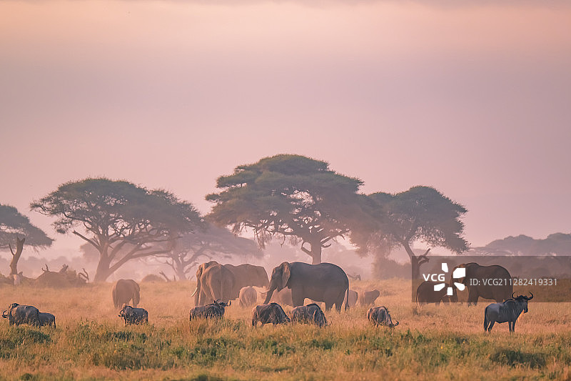 肯尼亚马赛马拉国家公园动物～和谐家园图片素材