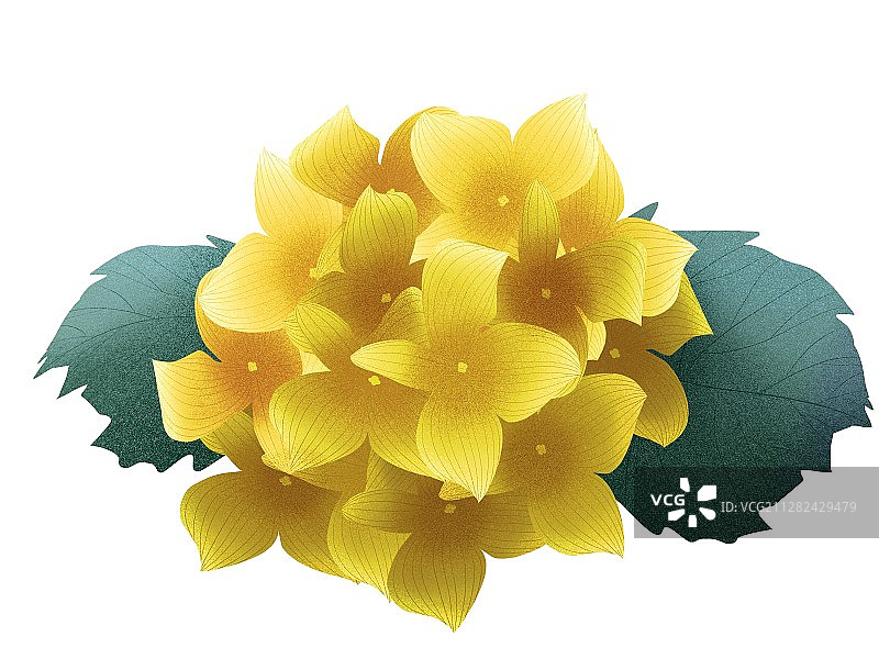 黄绣球图片素材