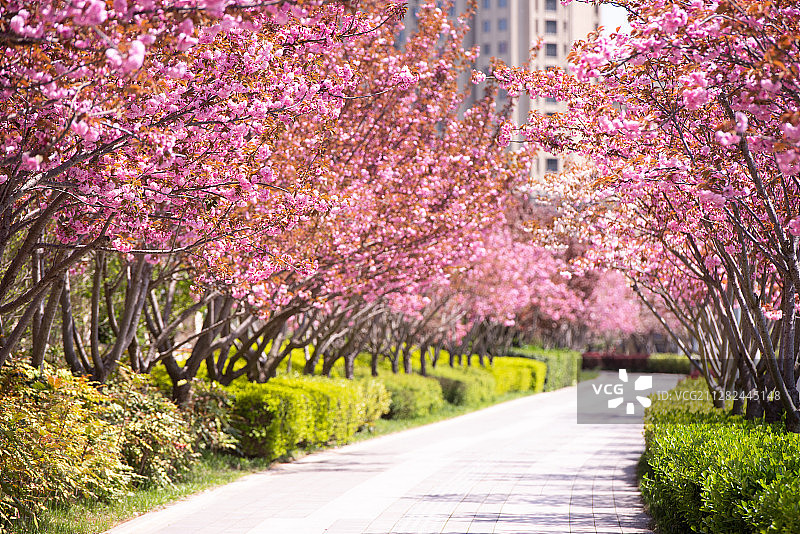 樱花之路图片素材