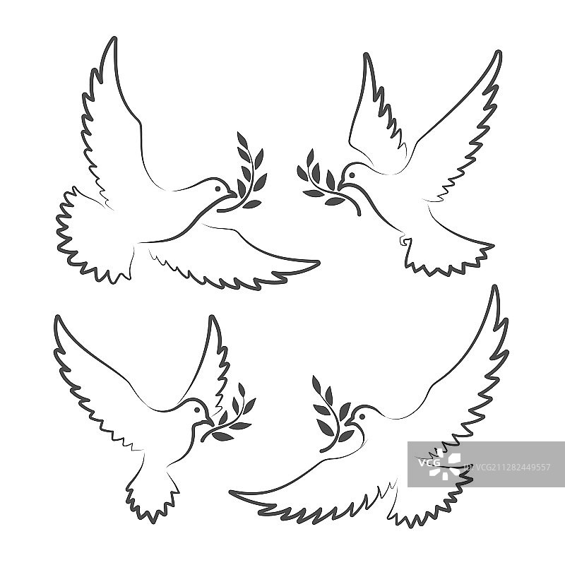 白鸽与橄榄枝图片素材