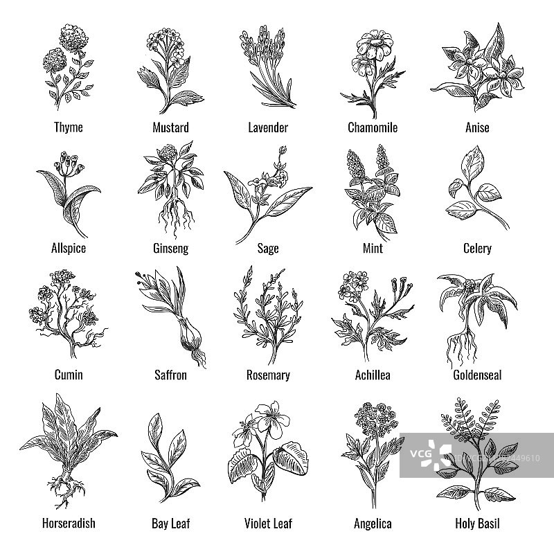 复古植物草本素描图片素材