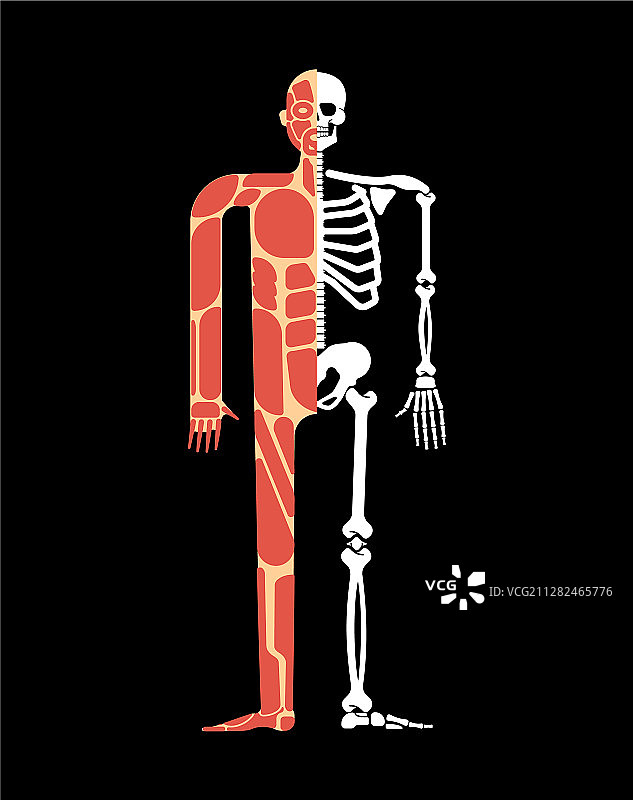 骨骼肌肉系统结构图图片素材