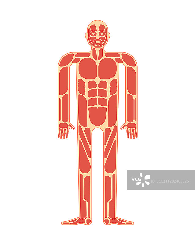 肌肉解剖肌肉系统人体系统图片素材