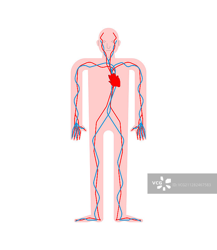 循环系统：心脏和血管，主动脉图片素材