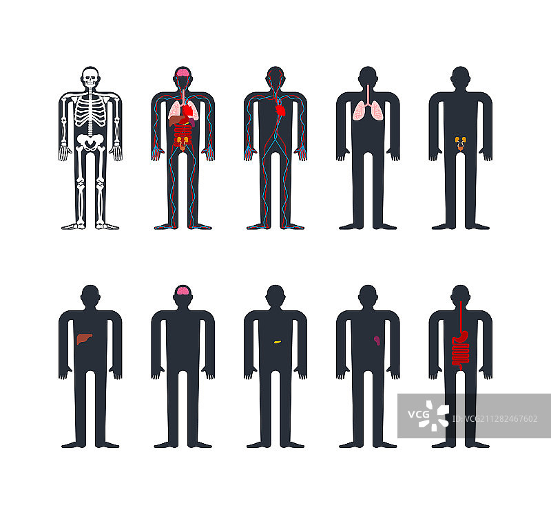 人体解剖系统骨骼和内脏图片素材