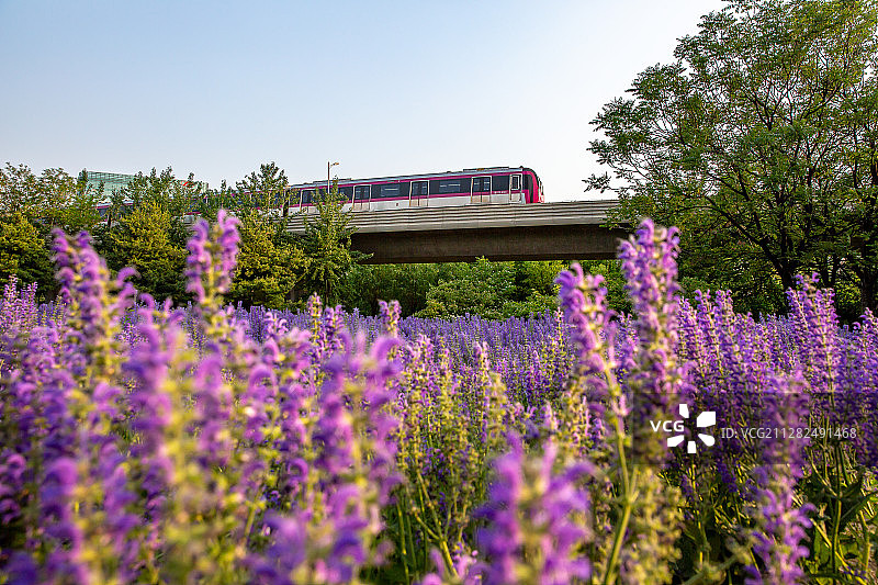 林荫鼠尾草图片素材