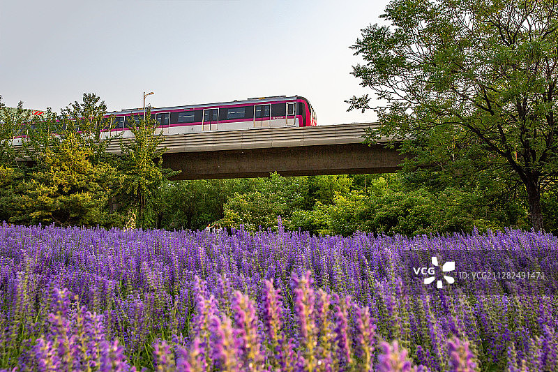 林荫鼠尾草图片素材