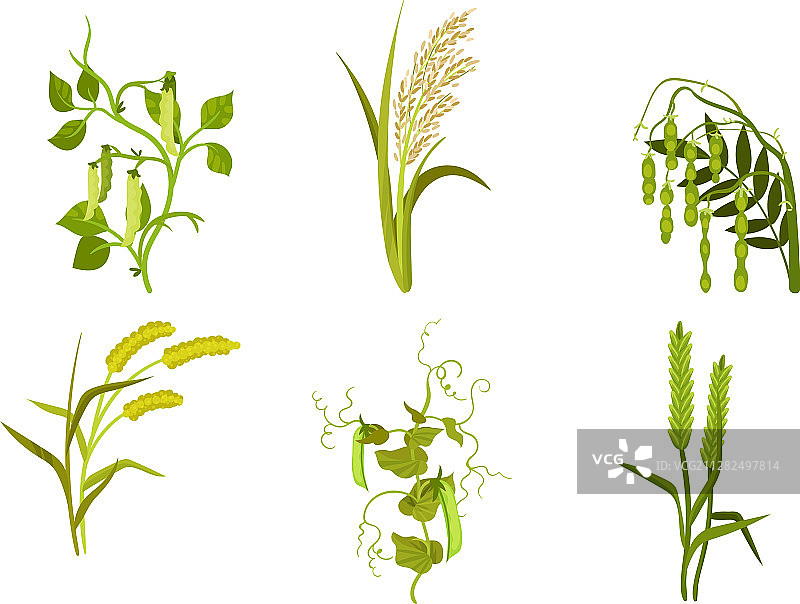 白色背景上的谷类农作物图片素材