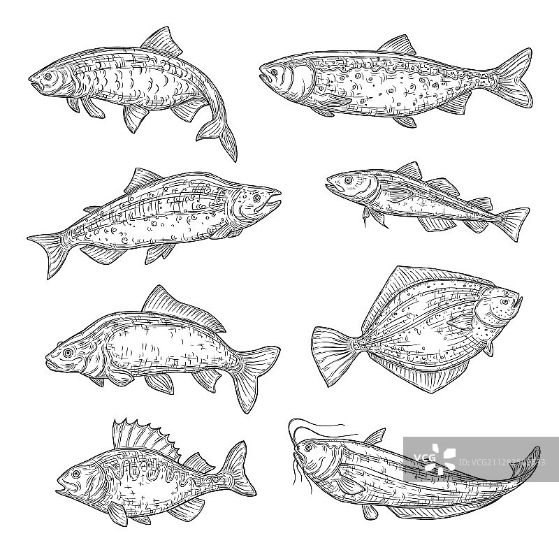 鲑鱼鲤鱼金枪鱼鱼类素描图片素材