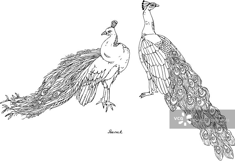 两只黑白手绘风格的孔雀图片素材