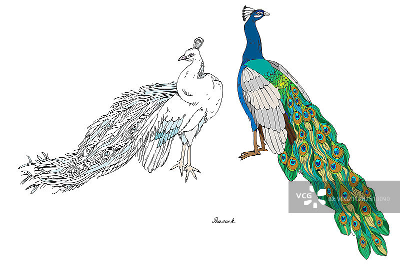 手绘的普通白色孔雀图片素材