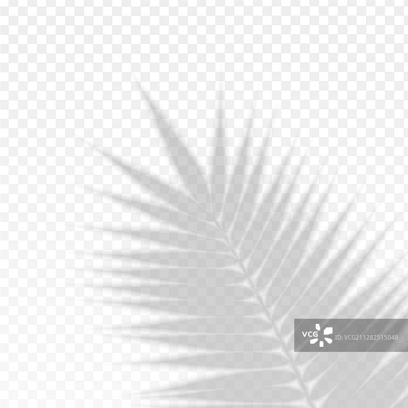具有透明阴影的棕榈树枝叶覆盖效果图片素材