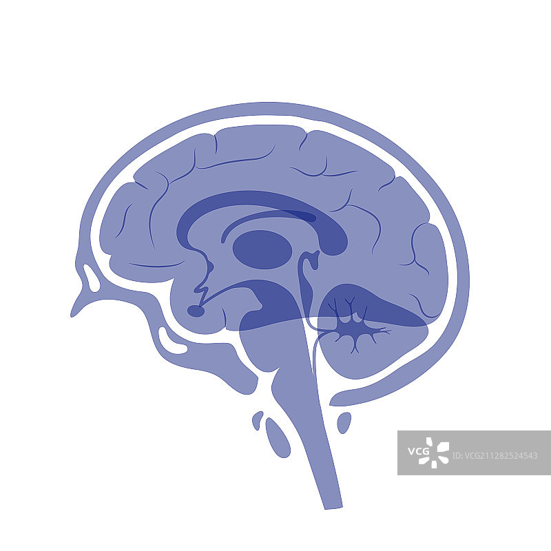 人脑解剖结构图片素材