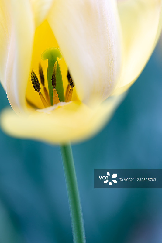 户外春季一朵绽放的黄色郁金香特写图片素材